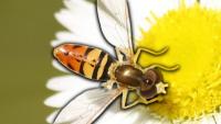 Some insects are changing, Florida experts say — and here’s how