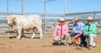 Ayr Charolais sets stud record top and average at 2026 on-property sale