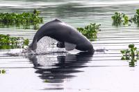 Against the odds, endangered dolphins survive in Bangladesh’s polluted river