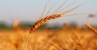 Production, price and profit prospects for 2027 wheat crop