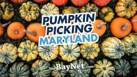 Maryland Pumpkin Picking: What To Look For And What To Avoid