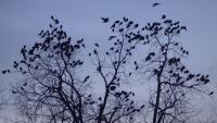 Exclusive: Why are there so many crows in Burlington? Science has the answer