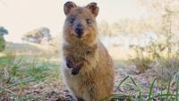 Scientists Say: Mammal