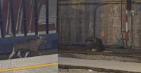Moose on the loose at Warsaw’s main station brings trains to a standstill