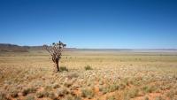 Agri sector primed to weather incoming El Niño droughts for the most part - Absa