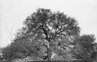 The Fascinating Story Behind Connecticut’s Famous Charter Oak