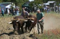 7 things to do in central Maine this week include concerts, fairs, comedy show