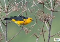 Meet Paraguay’s Chopi Sa’yju: The Golden Bird Whose Song Is Slowly Fading Away