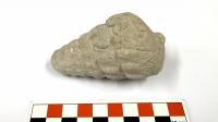 66 million-year-old sea fossil discovered in Türkiye's Ankara