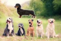 These Are South Dakota’s Top 10 Favorite Dog Breeds