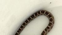 Small snake found in a North Carolina locker room was not a baby rattlesnake after all