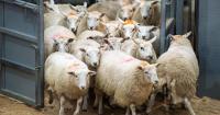 Strong breeding sales and a steady prime trade cements confidence in sheep