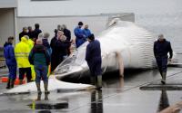 Iceland’s last whaling company shrugs off threat of permanent ban