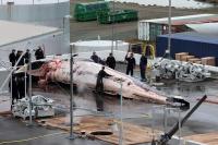 Iceland, One of Three Countries That Still Hunts Whales, Considers Ban
