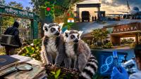 Is Vantara A Symbol Of Smuggling?