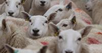 Texel gimmers at Thainstone top the breeding sheep trade realising £430