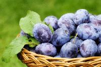 PLUM HARVEST IN MOLDOVA IS EXPECTED TO REACH 130 THOUSAND TONS, WHICH IS 20% MORE THAN IN 2025