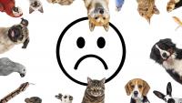 This Common Household Pet Was Linked to Mental Health Problems in Children