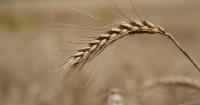 U.S. rail fuel surcharges on grain hit record highs, squeezing farmers in harvest season