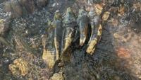 Researcher discovers mastodon molar along California’s coastline