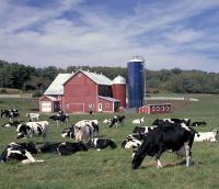 Trade war with Canada pinches dairy industry
