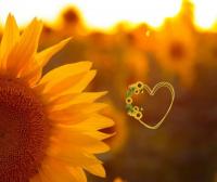 New Jersey Sunflowers Are Blooming, And You Need To See Them