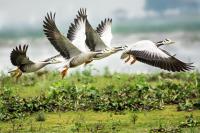 Decline of migratory birds spurs calls for coordinated conservation