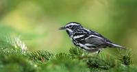 Got to The Black-and-White Birds of North America article