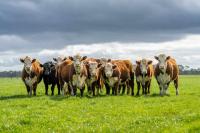 U.S. Cattle Supplies Are at a 75-Year Low. At 63, Federal Disaster Aid for a Lost Herd Can Still Count Against Social Security.
