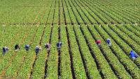 Newsom has the chance to stand up for farmworker wages