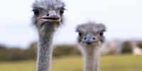 ‘It makes me feel normal’: Ky. ostrich farm gives people with Alpha-Gal Syndrome a red meat option