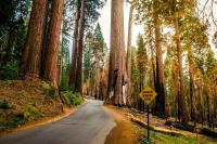 You can visit California’s national parks for free for one day only this week — here are the best ones to explore