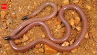Meet Adrian Borsboom: The Australian ecologist who lifted a rock and found a snake that looked like a worm; 34 years later, no one has found another