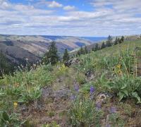 WRITERS ON THE RANGE: Oregon forests are test case for stripping protections