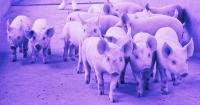 Xayabouly African Swine Fever Outbreak Kills 5,400 Pigs, Poses No Risk to Humans