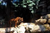 Why are there tigers at the Downtown Aquarium in Denver?