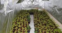 Third man jailed after Cumbria's largest cannabis farm found in former nightclub