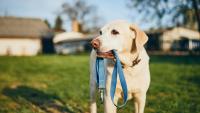 Dog owners facing new $6,000 fine if they tether pup incorrectly under incoming October 1 state law