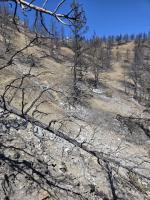 Fox Fire aftermath puts Baker County wildlife in peril