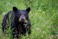 Here's When Black Bear Activity Will Die Down in Massachusetts