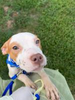 Man charged with animal cruelty after police find dead dog, 6 others in Boston apartment