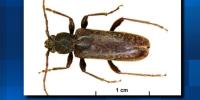 Invasive wood-boring beetle spreads across Oregon