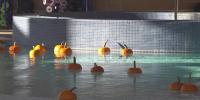 Rapid City Pumpkin Plunge returns Oct. 17; registration now open