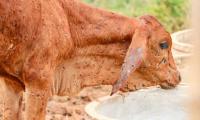 Namibia considers foot-and-mouth disease levy to boost funds 