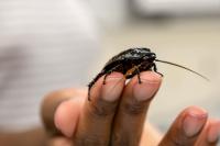 NMSU’s Entomology Club Has People Buggin’ Out