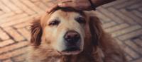 Buenos Aires City promotes a public pet cremation service with ashes return