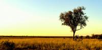 Planting trees in the wrong places is not a climate solution