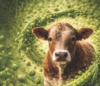 Peas as an Alternative to Soybean Meal in Beef Cattle Finishing Diets
