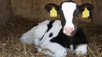 ILEA condemns Dutch allegations against Irish calf exporters