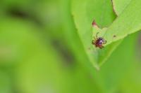 10 tick infested areas on the Atlantic Coast